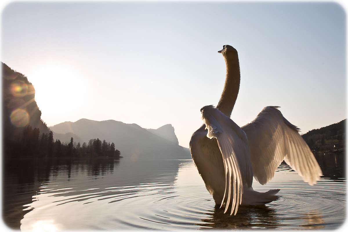 Schwanensee Foto & Bild | tiere, wildlife, wild lebende vögel Bilder