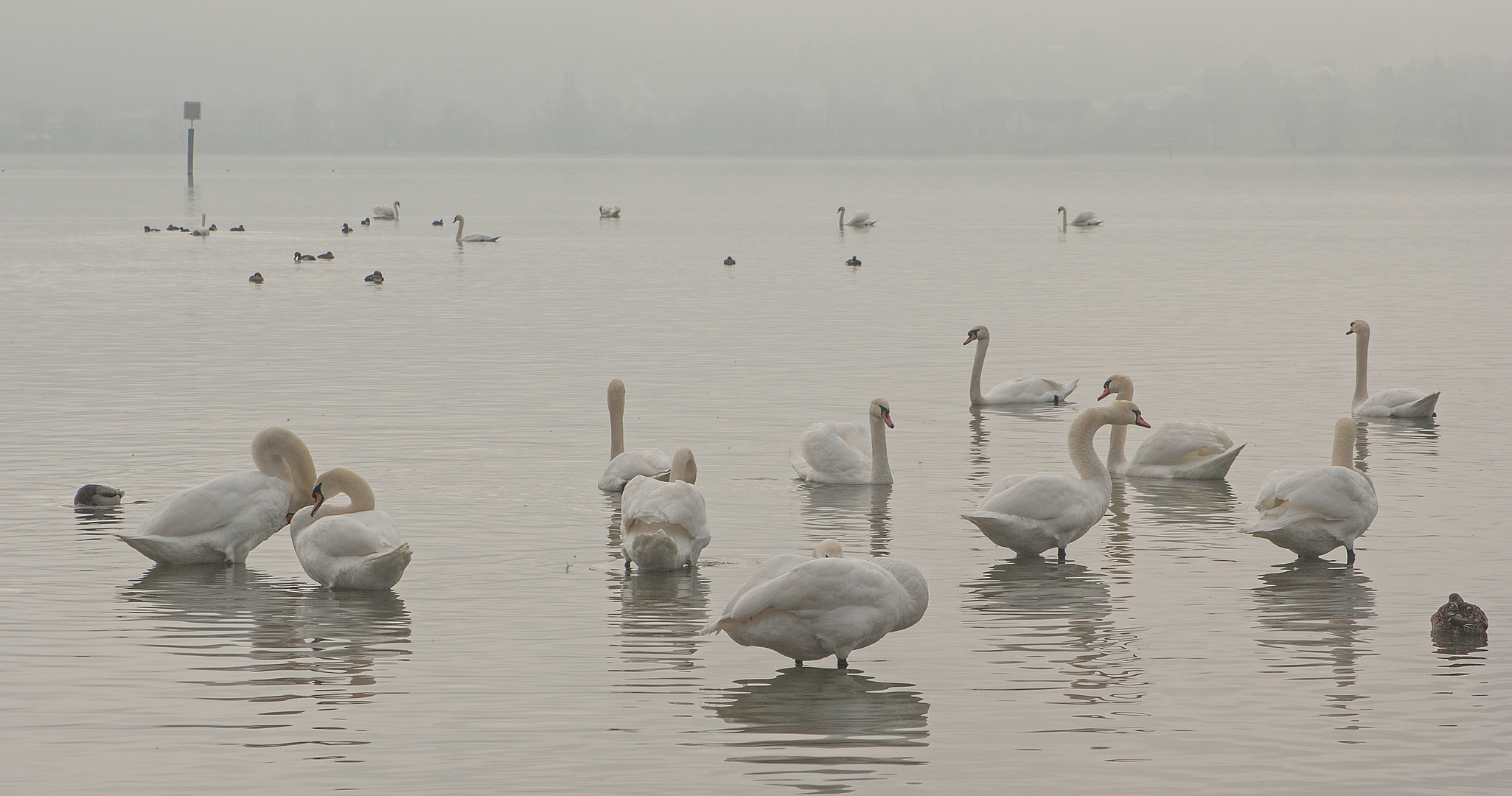 Schwanensee