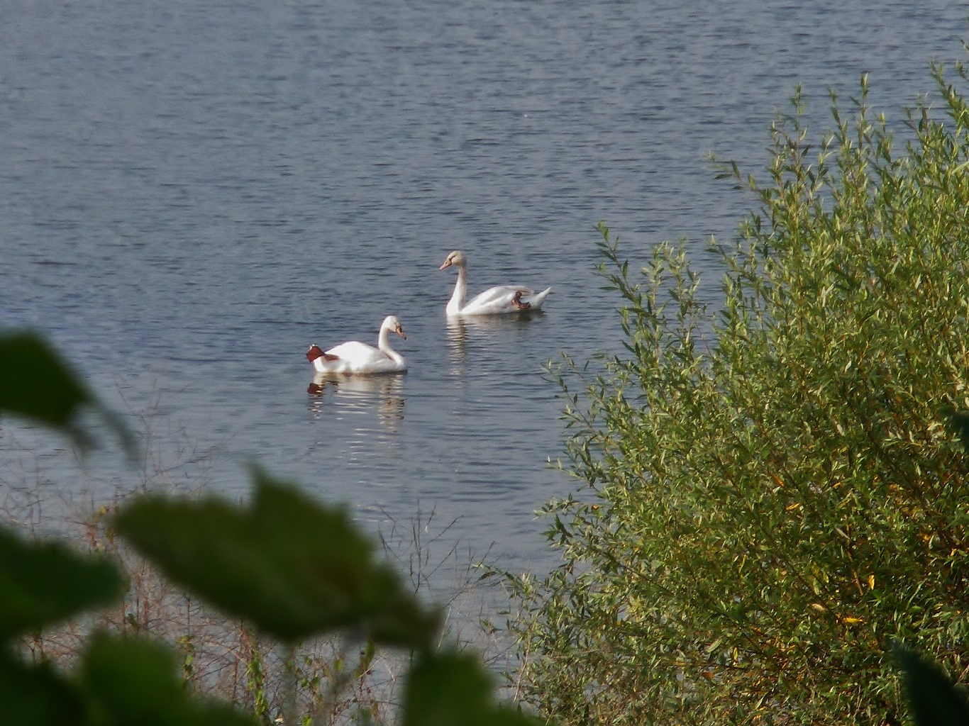 Schwanensee