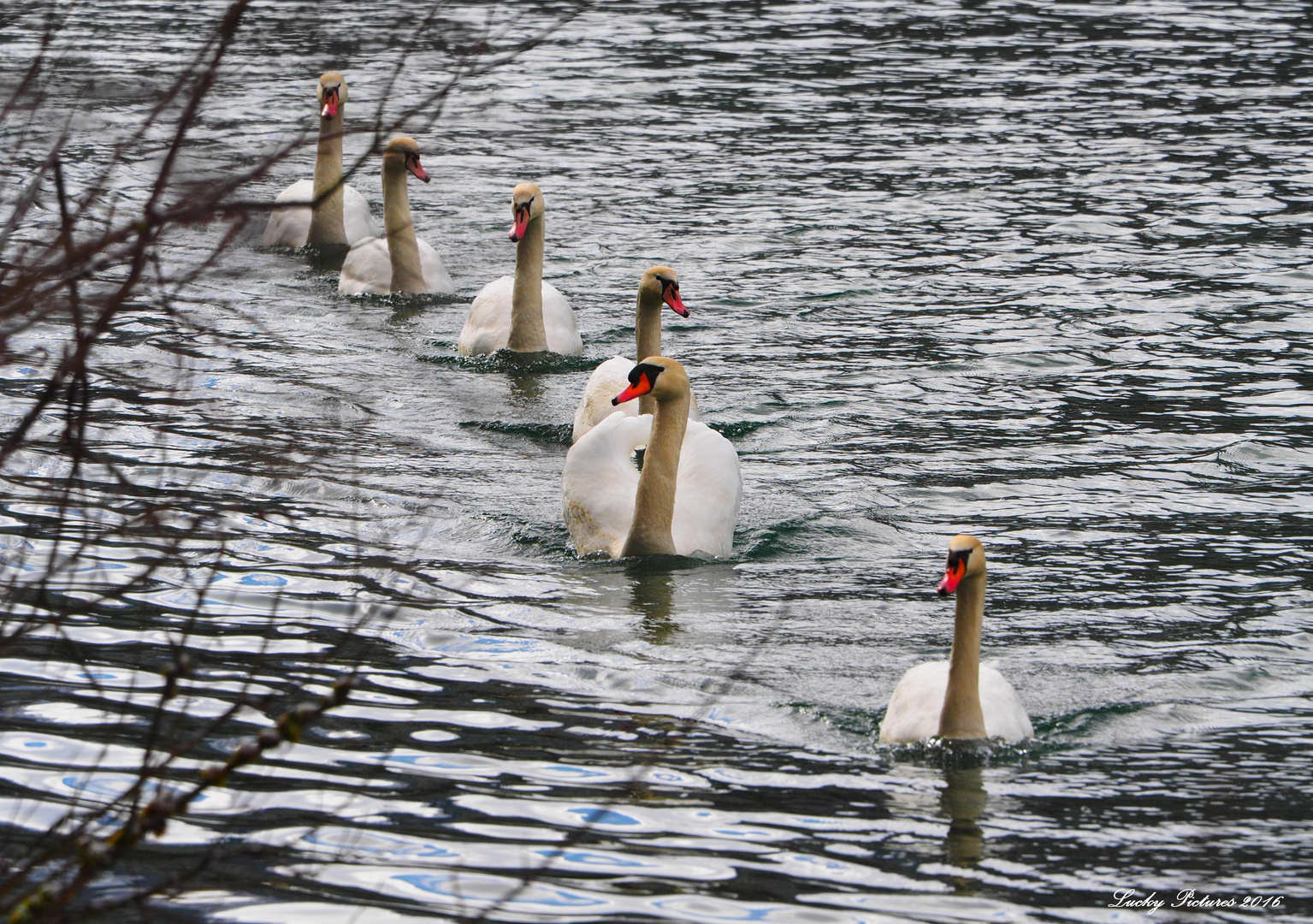 Schwanensee