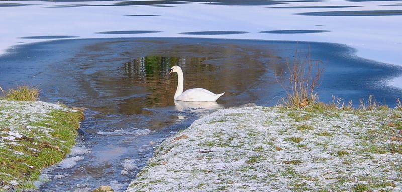 Schwanensee