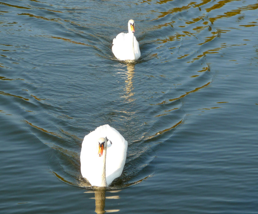 Schwanensee