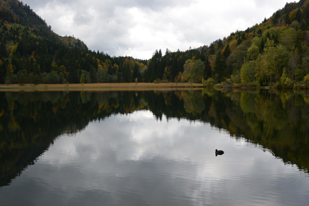 Schwanensee / Allgäu