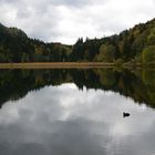 Schwanensee / Allgäu