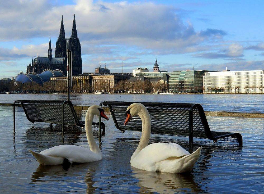 Schwanensee auf der Schäl Sick