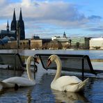 Schwanensee auf der Schäl Sick