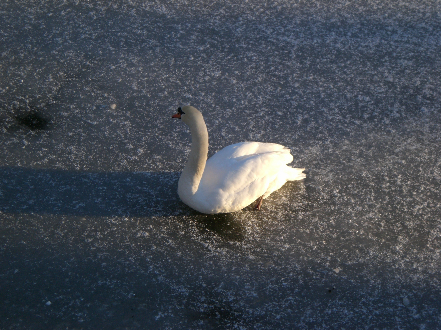 Schwanensee auf Eis