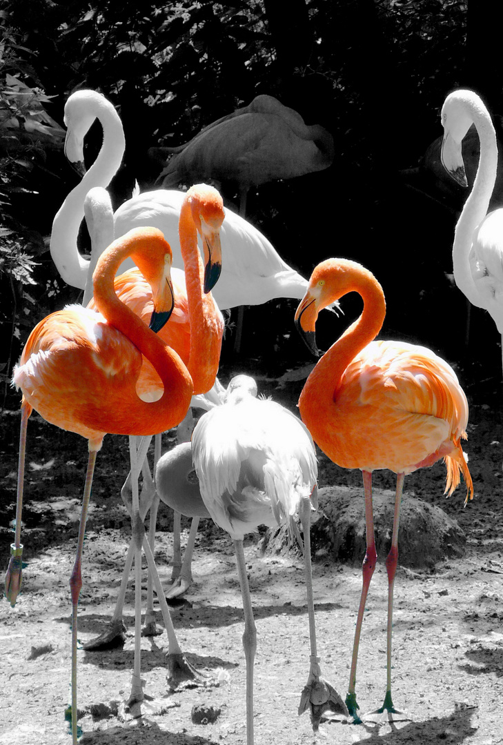 Schwanensee auf Flamingoart