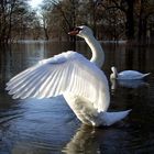 Schwanensee - Aufführung auf der Würfelwiese in Halle