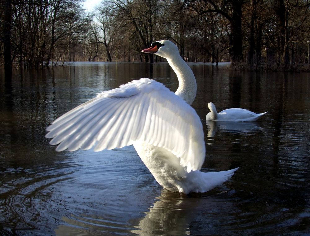 Schwanensee - Aufführung auf der Würfelwiese in Halle