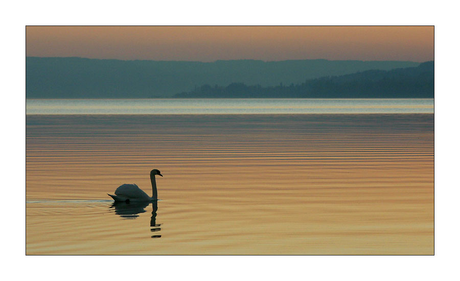 Schwanensee aus Gold