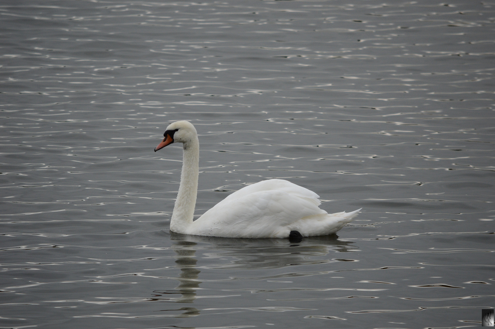 Schwanensee