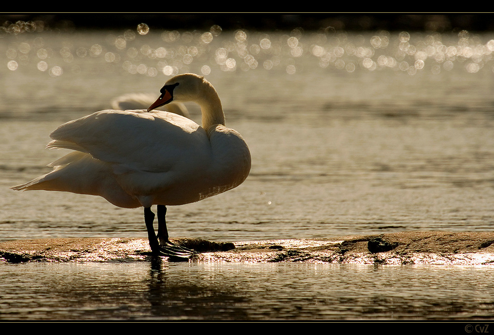 Schwanensee ...