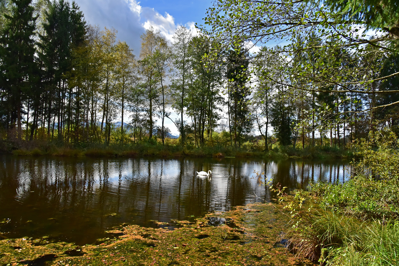 Schwanensee