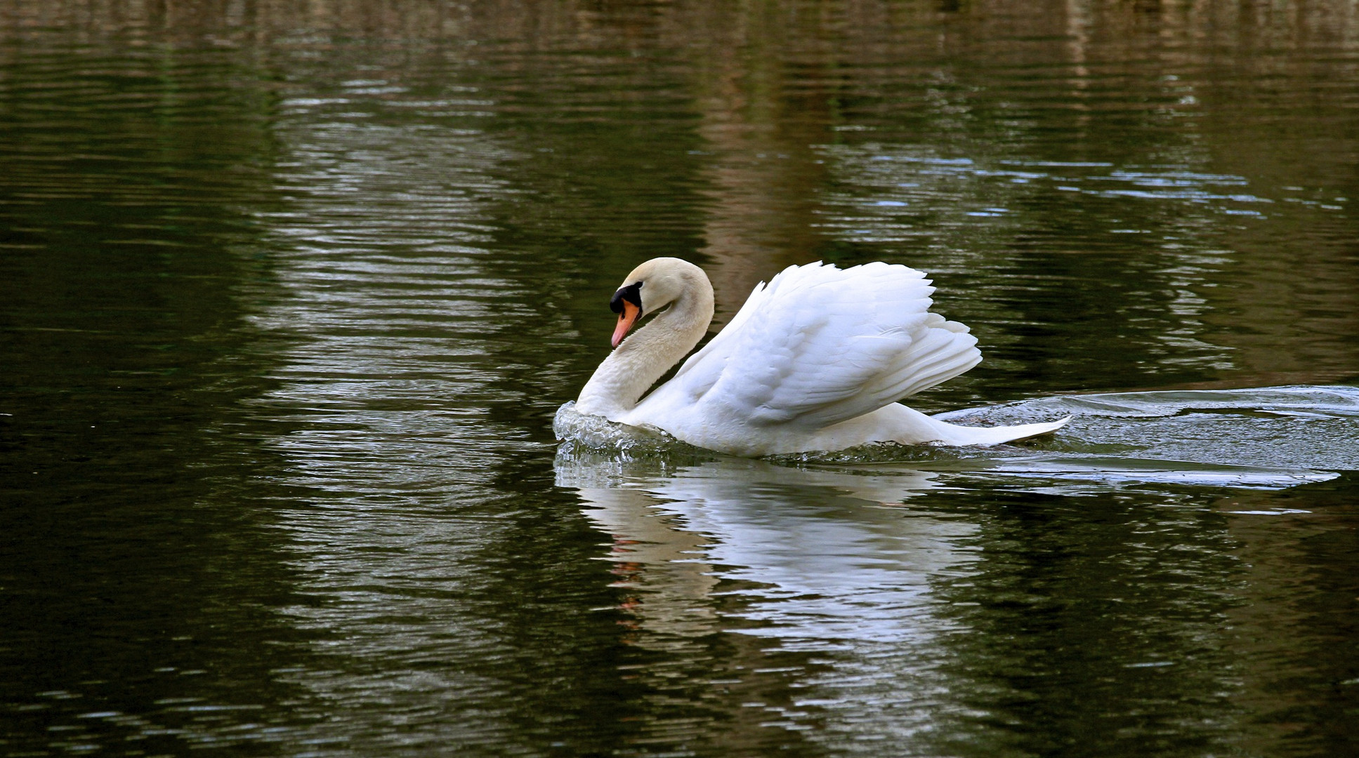 Schwanensee Foto & Bild | tiere, wildlife, wild lebende vögel Bilder