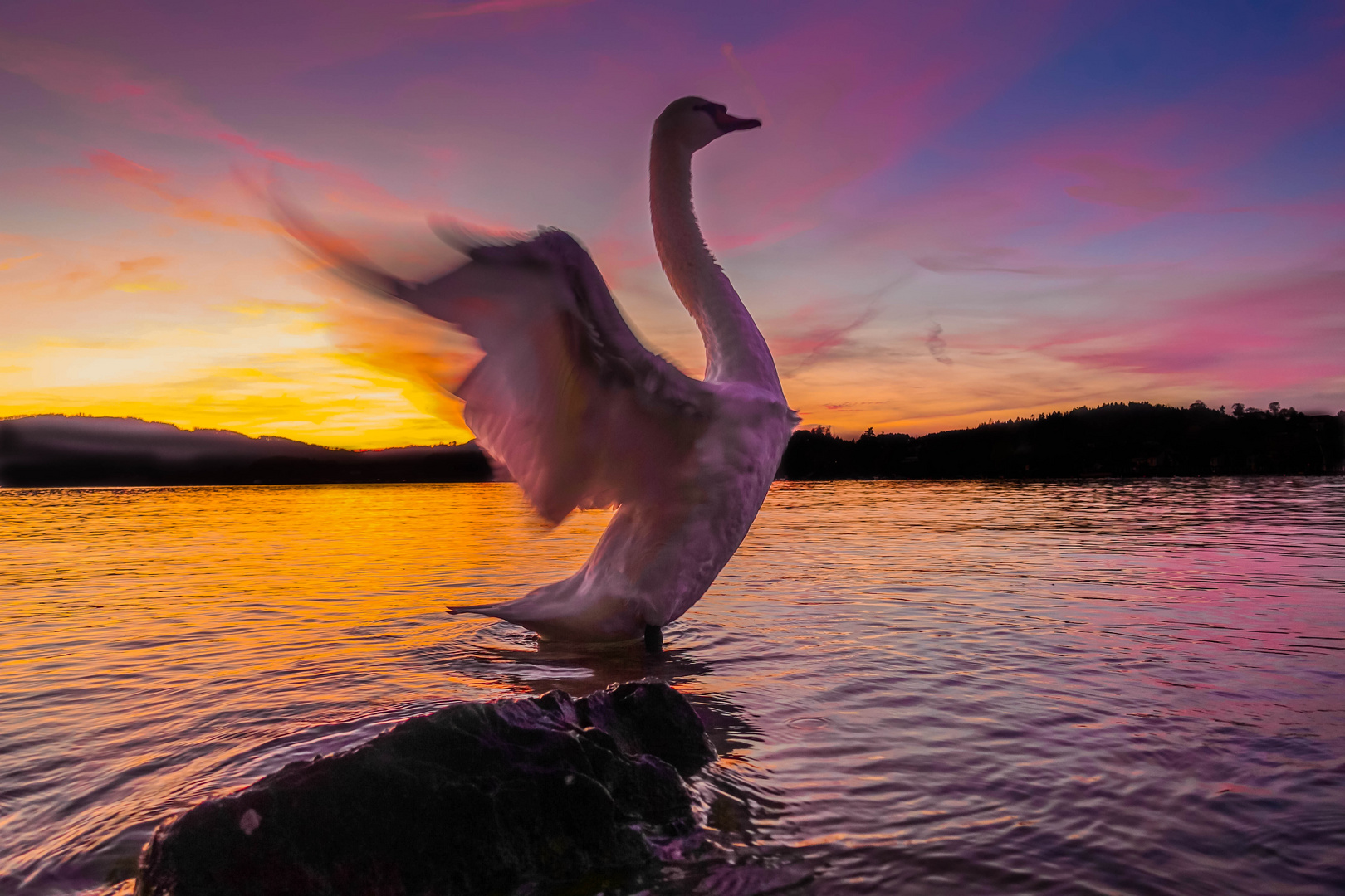 Schwanensee Foto & Bild | dein bestes foto 2017, nature, wasser Bilder