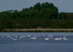 Schwanensee (Blankensee)