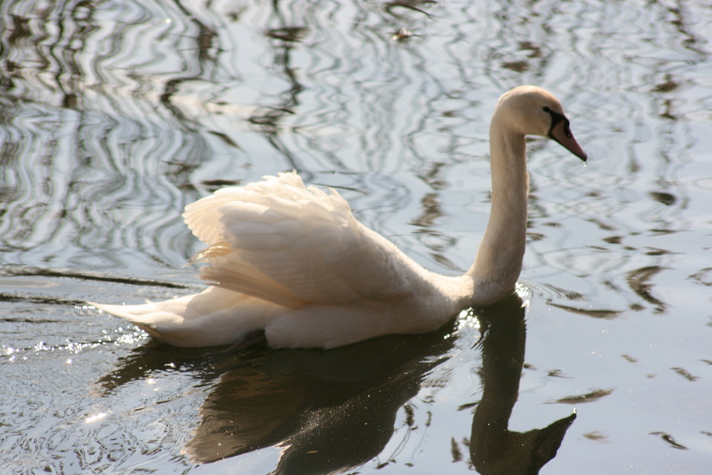 Schwan(en)see