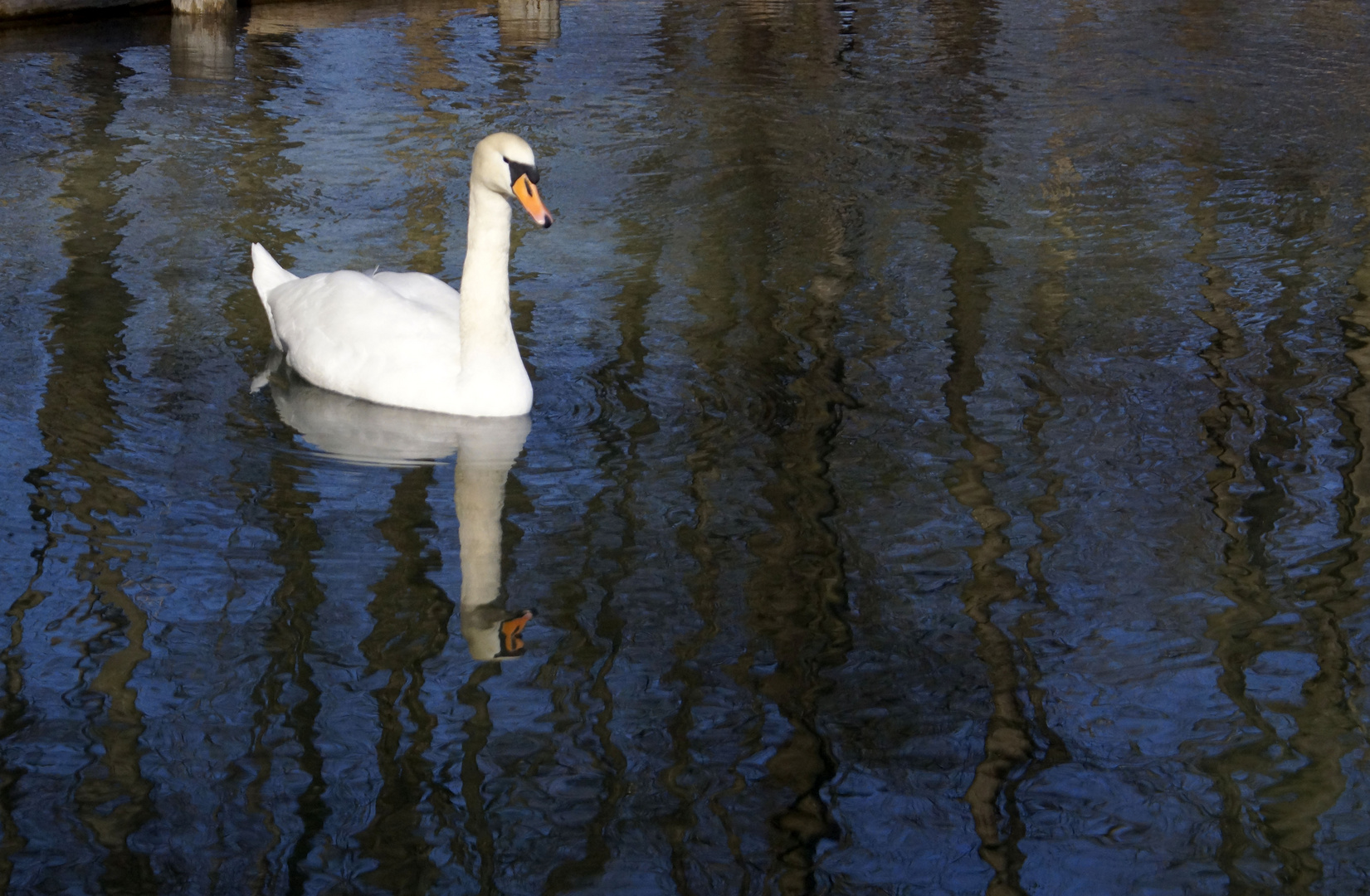 Schwanensee