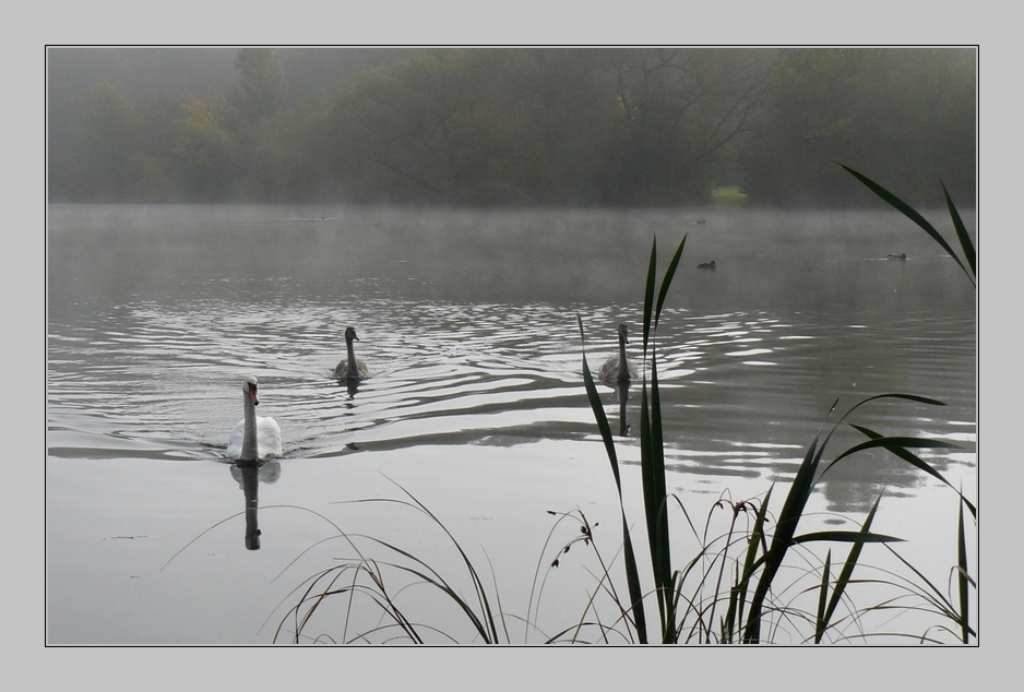 Schwan(ensee)