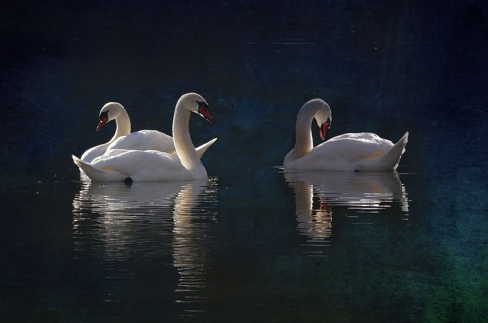 Schwanensee Foto & Bild | wasser, licht, composing Bilder auf fotocommunity