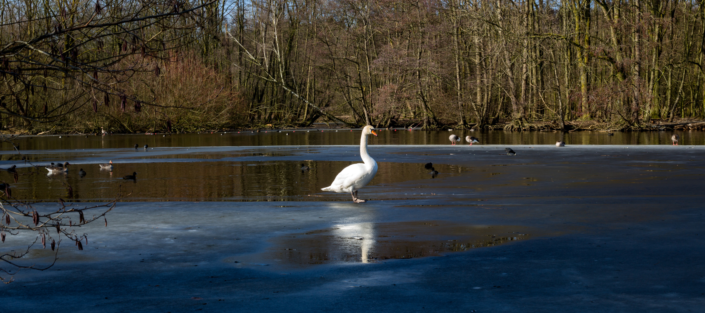 Schwanensee