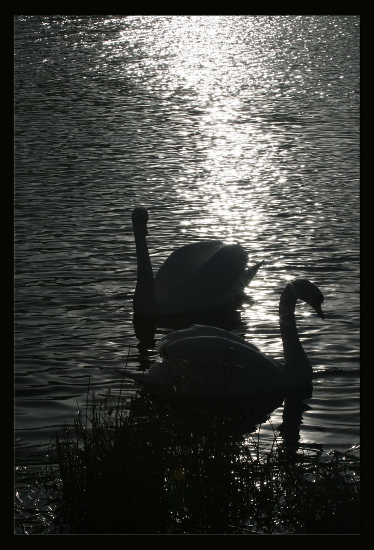 Schwanensee