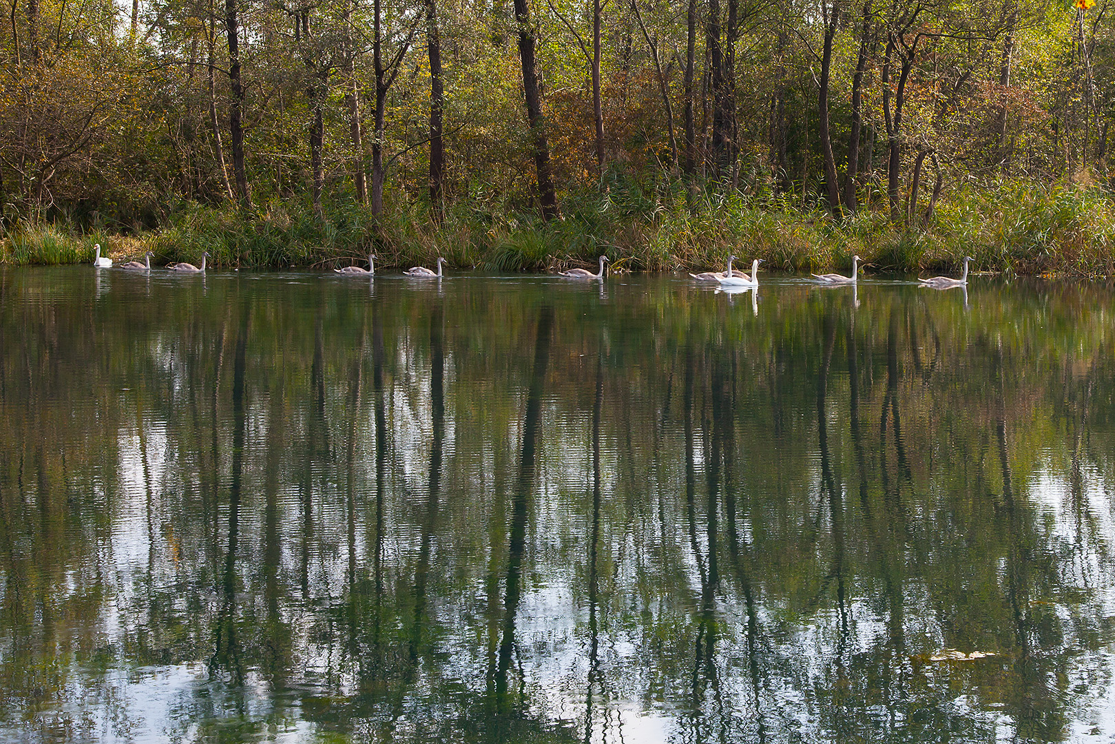 Schwanensee