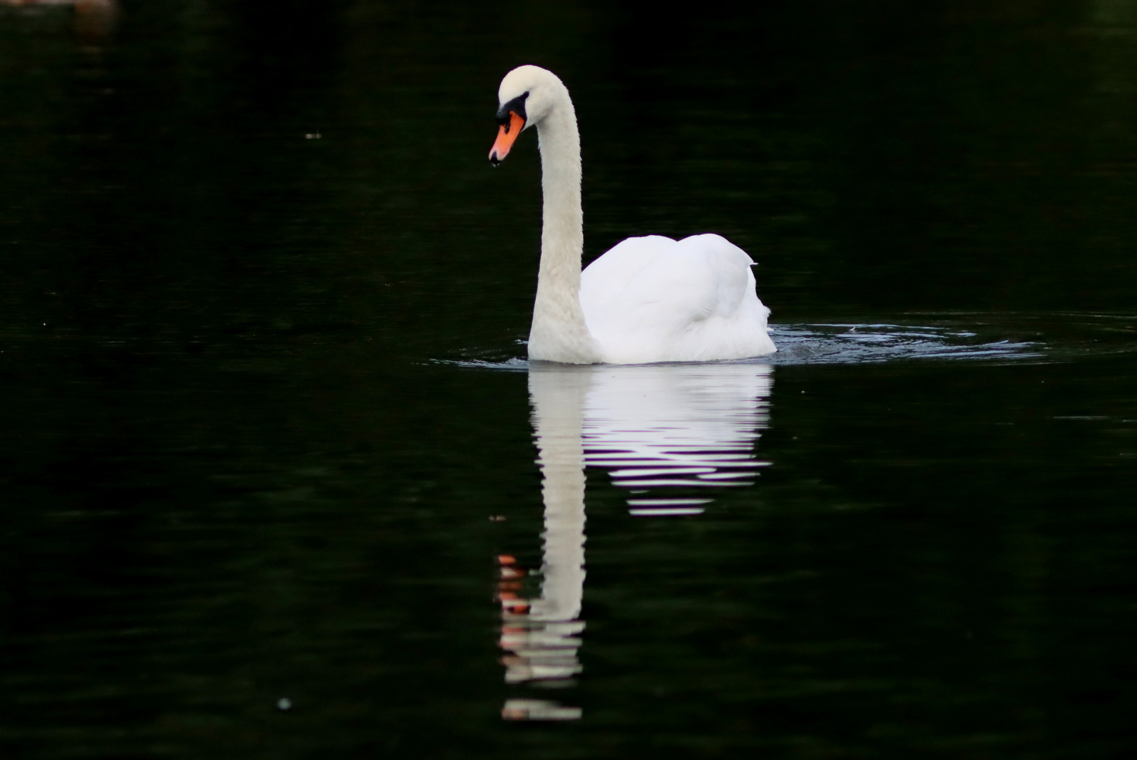 Schwanensee