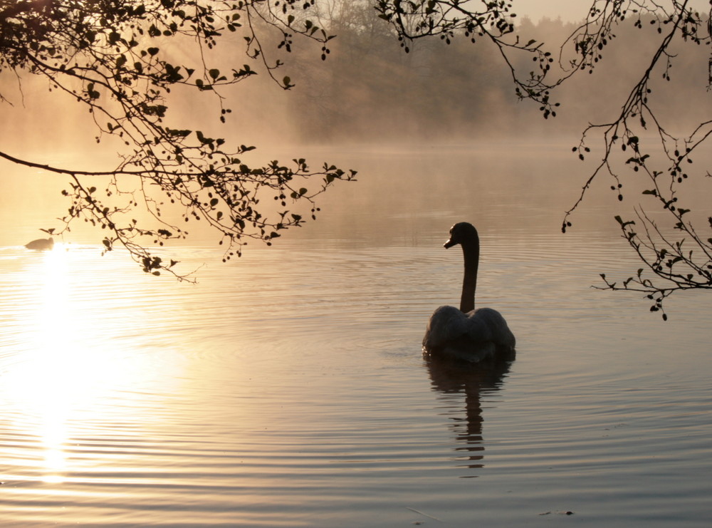 Schwanensee