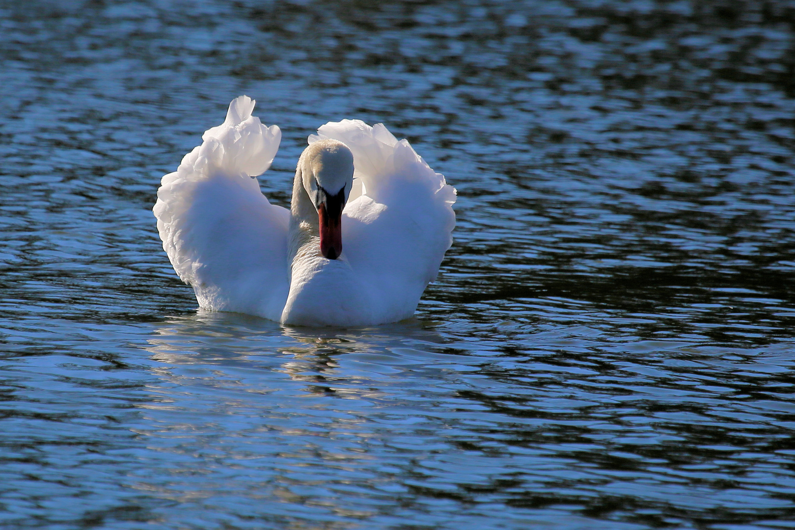 Schwanensee Foto & Bild | natur, tiere, vögel Bilder auf fotocommunity