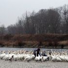 Schwanensee gelöst