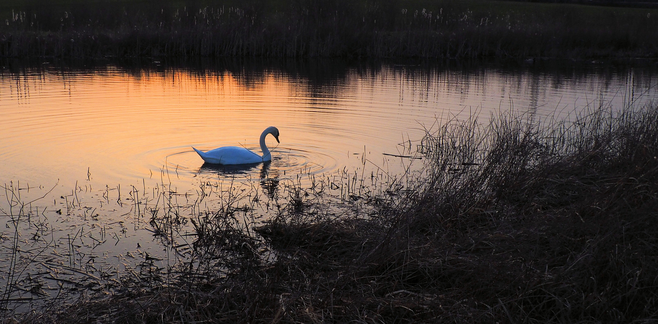 Schwanensee gestern Abend … 