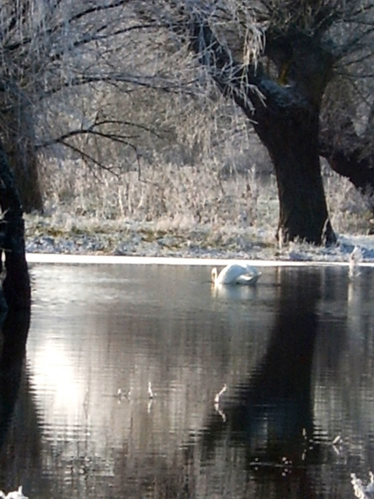 *Schwanensee II*