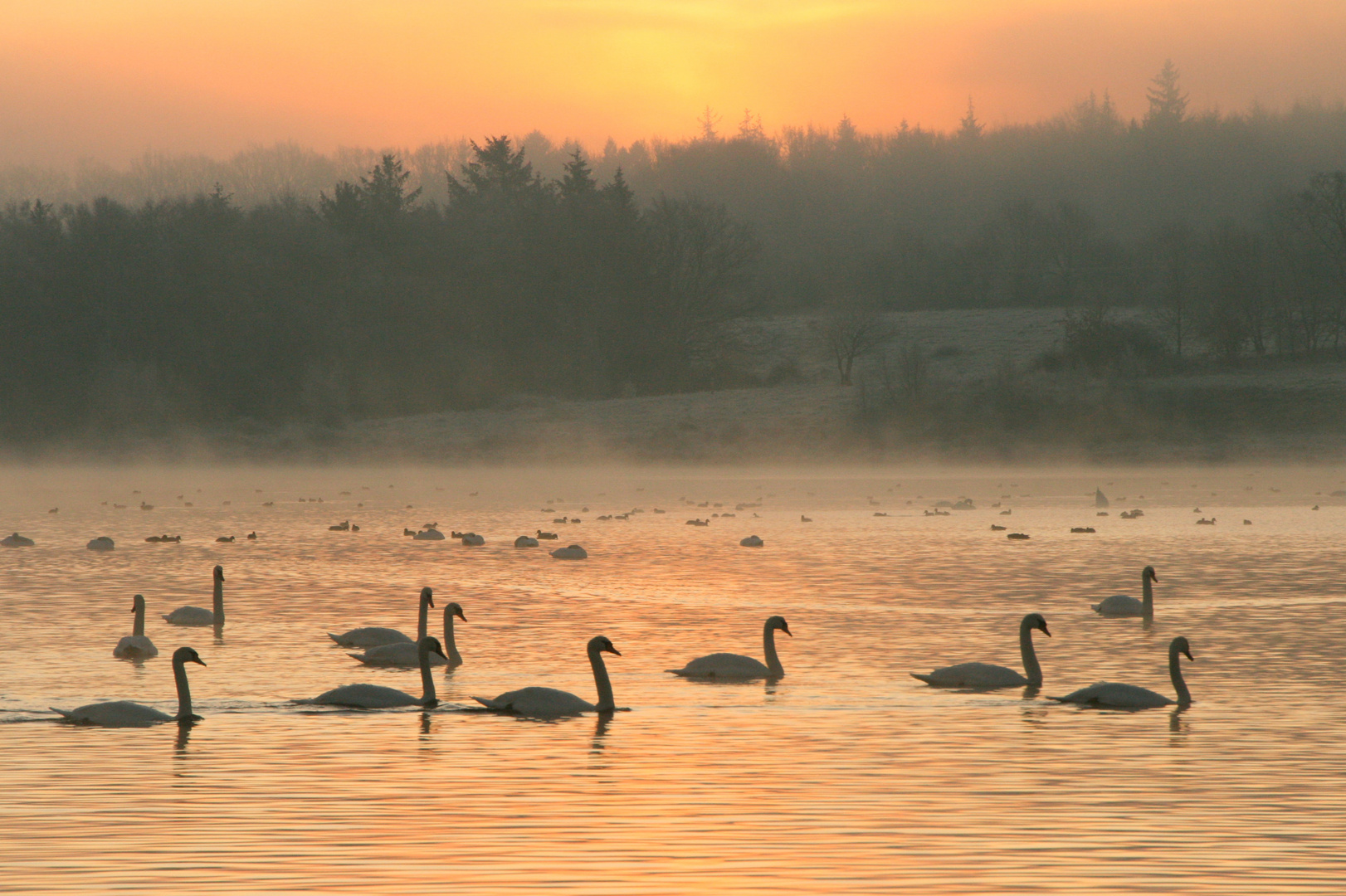 "Schwanensee" (II)