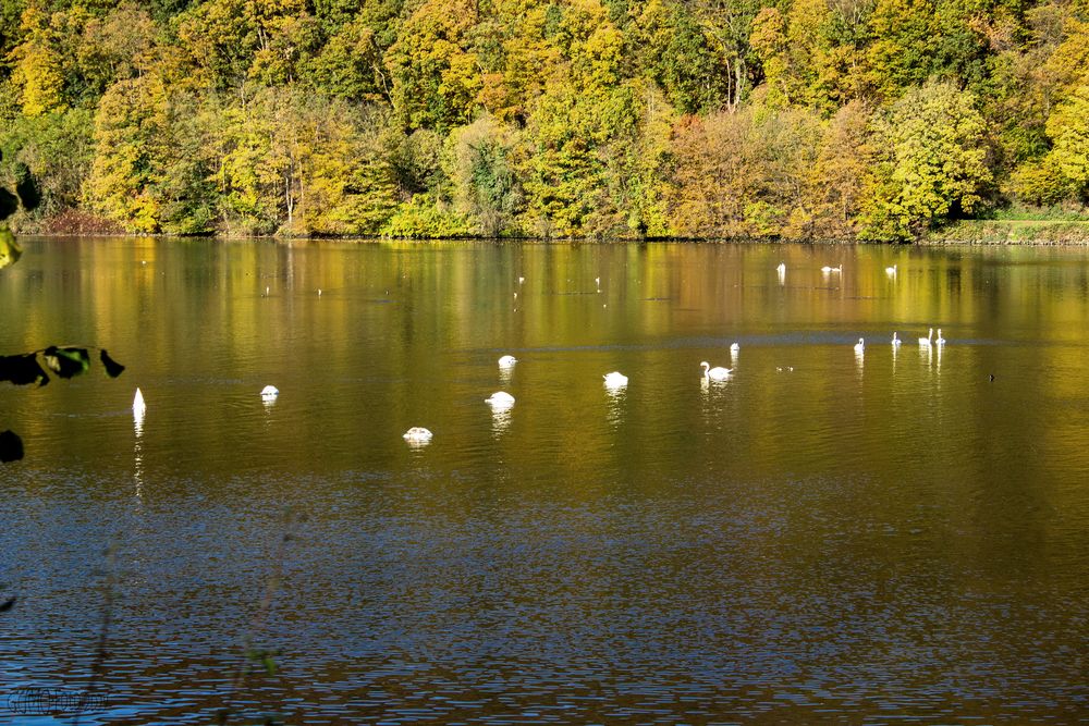 Schwanensee II