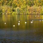 Schwanensee II