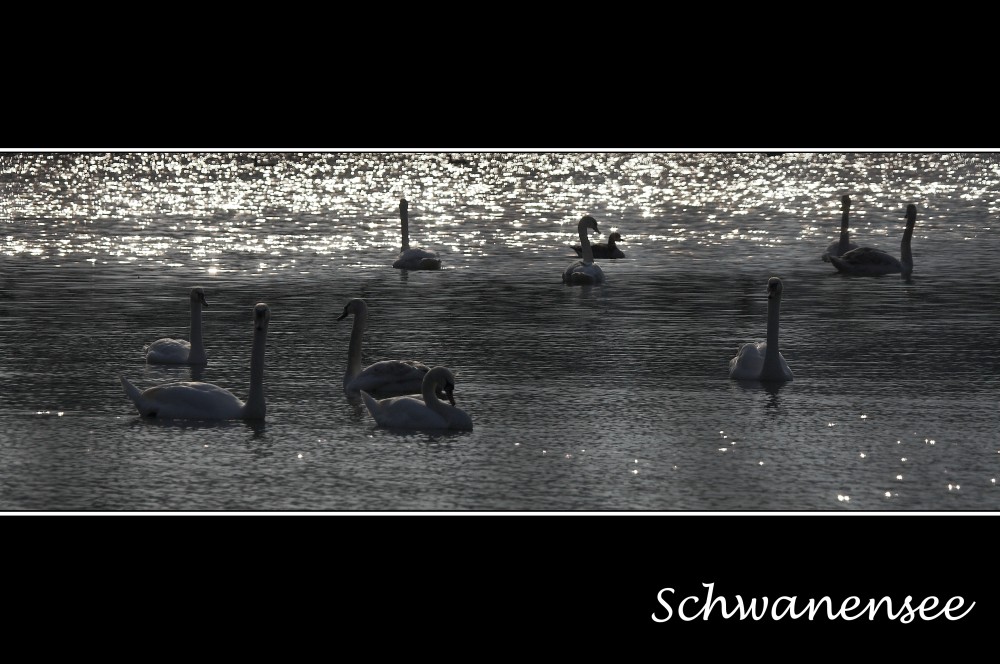 Schwanensee II