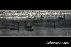 Schwanensee II