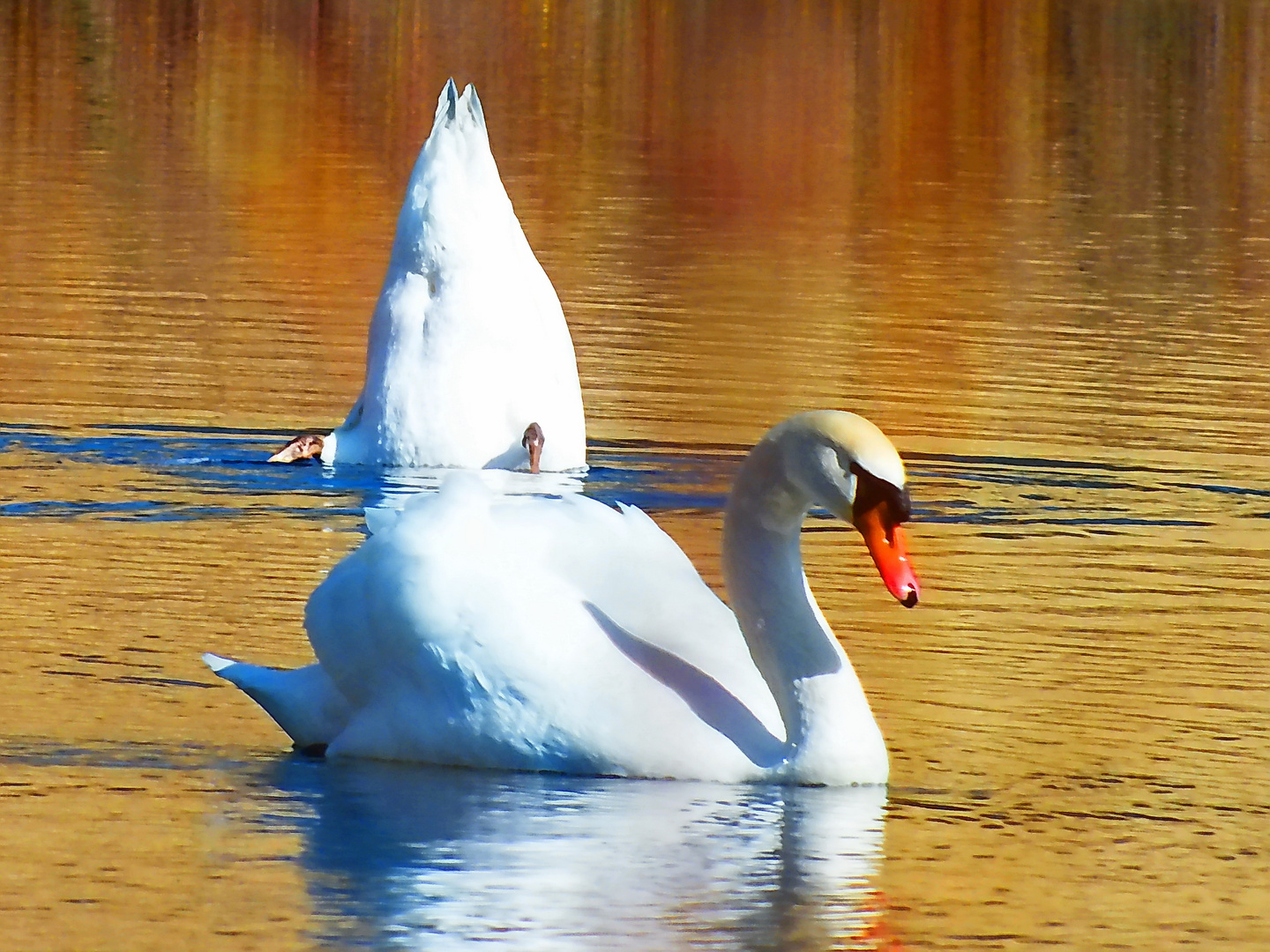 Schwanensee im Abendrot!