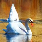 Schwanensee im Abendrot!