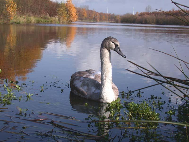 Schwanensee im Herbst