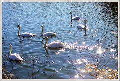 Schwanensee im Lichterglanz