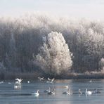 Schwanensee im Weißen Mantel