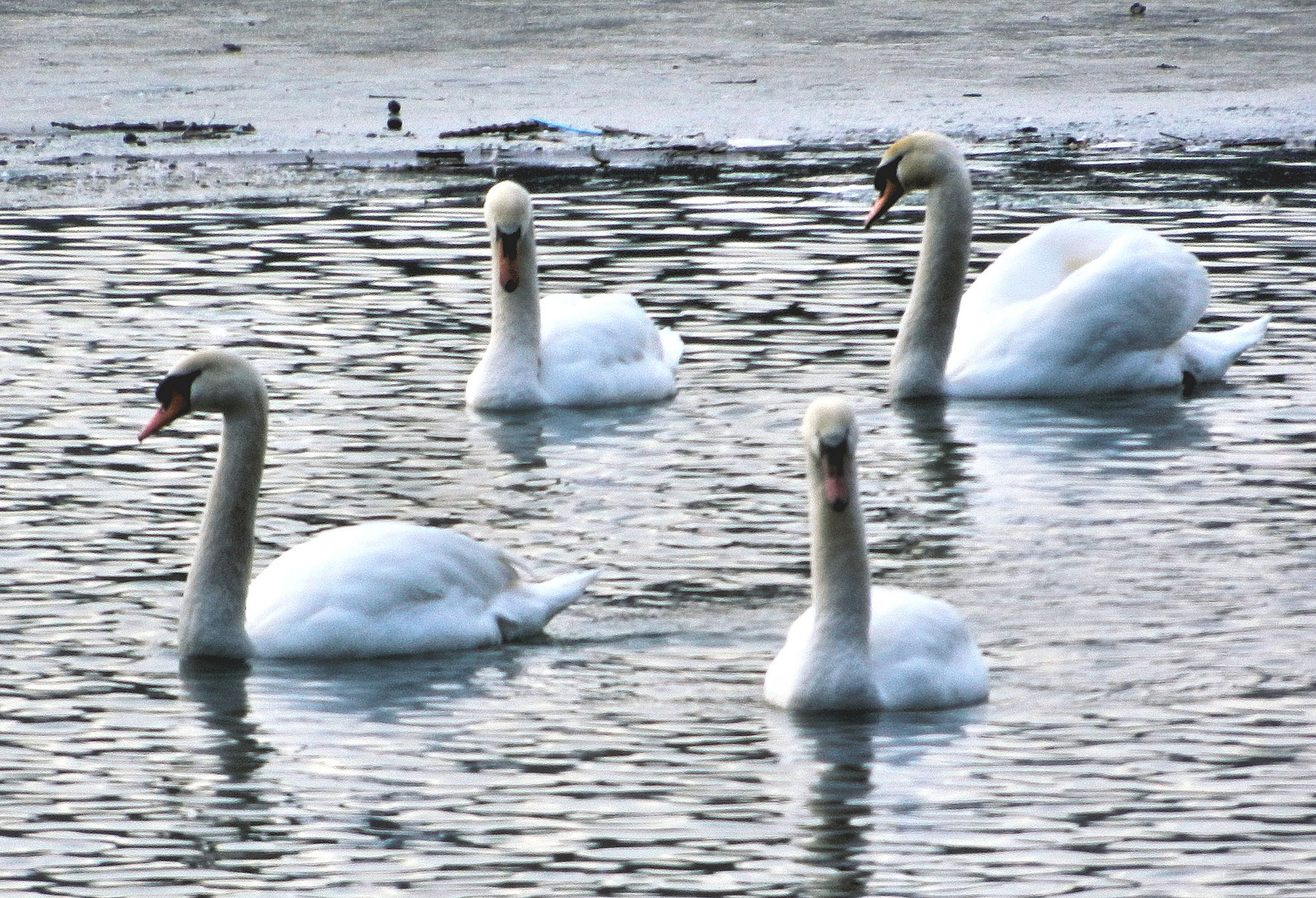 Schwanensee im Winter