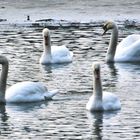 Schwanensee im Winter