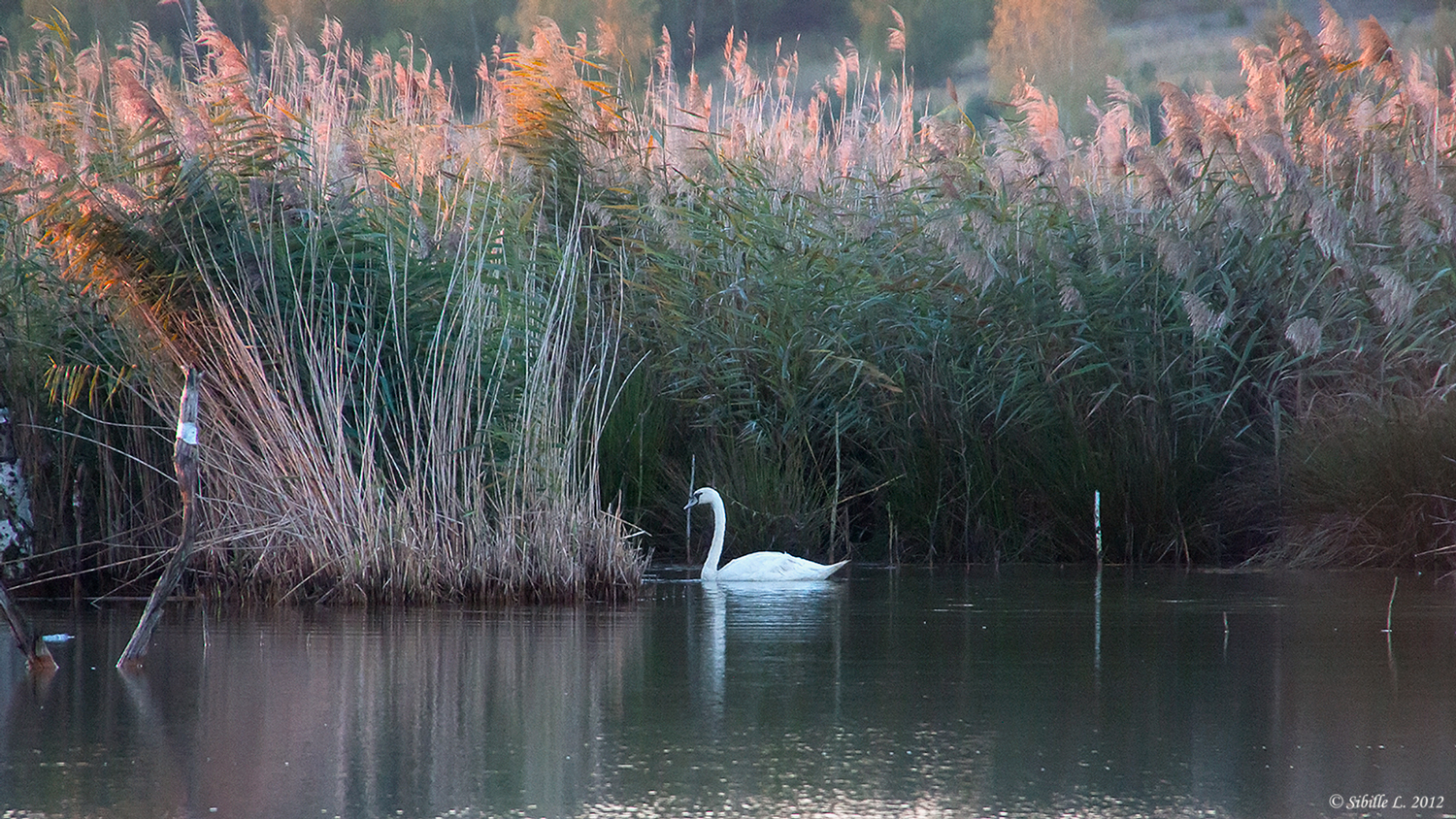 Schwanensee in der Goitzsche