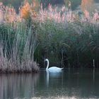 Schwanensee in der Goitzsche