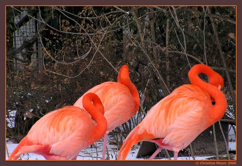Schwanensee in Flamingo-rot!