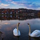 Schwanensee mit Spiegelung.